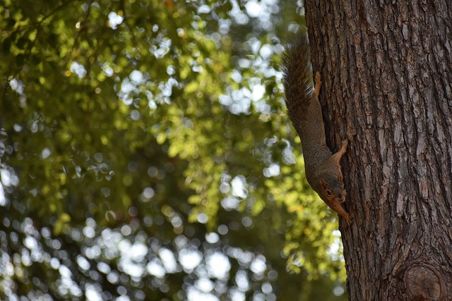 中乙球隊雲南昆陸更名為昆明鄭和船工.